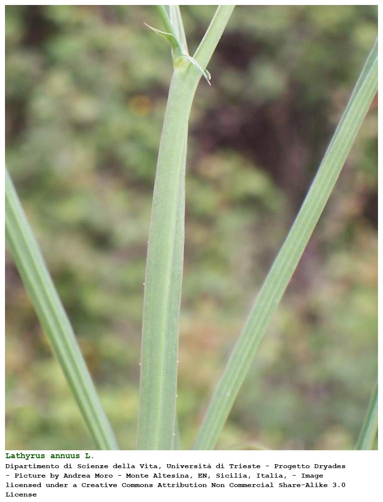 Lathyrus annuus L.